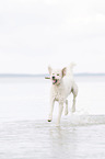 running Labradoodle