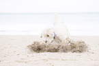 stopping Labradoodle
