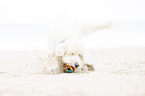 stopping Labradoodle