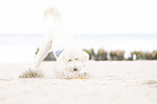stopping Labradoodle