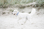 running Labradoodle
