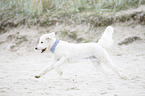 running Labradoodle