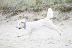 running Labradoodle