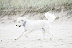 running Labradoodle