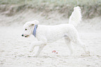 running Labradoodle