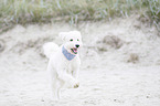 running Labradoodle