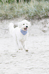 running Labradoodle