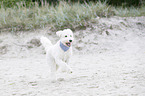 running Labradoodle