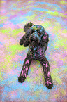 lying Labradoodle