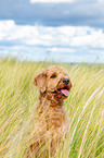 Labradoodle Portrait