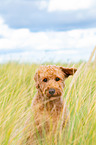 Labradoodle Portrait