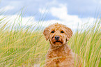 Labradoodle Portrait