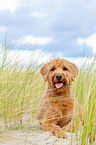lying Labradoodle