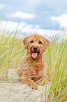 lying Labradoodle