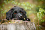lying Labradoodle