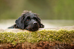 lying Labradoodle