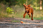 playing Labradoodle