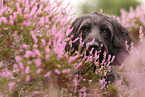 Labradoodle Portrait