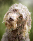 male Labradoodle in summer