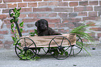 Labradoodle puppy