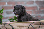 Labradoodle puppy
