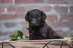 Labradoodle puppy