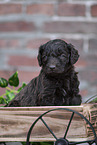 Labradoodle puppy