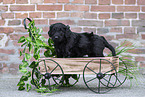 Labradoodle puppy