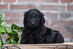 Labradoodle puppy