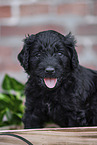 Labradoodle puppy