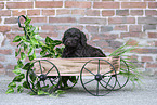 Labradoodle puppy