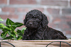 Labradoodle puppy