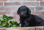 Labradoodle puppy