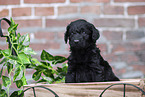 Labradoodle puppy