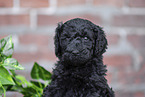 Labradoodle puppy portrait