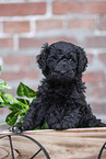 Labradoodle puppy