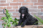 Labradoodle puppy