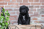 Labradoodle