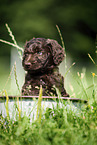 Labradoodle puppy in bucket
