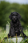 Labradoodle puppy in bucket