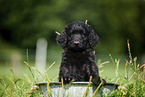 Labradoodle puppy in bucket