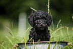 Labradoodle puppy in bucket