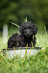 Labradoodle puppy in bucket
