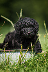 Labradoodle puppy in bucket