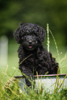 Labradoodle puppy in bucket