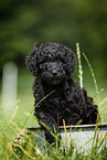 Labradoodle puppy in bucket