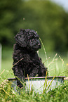 Labradoodle puppy in bucket