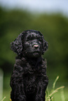 Labradoodle puppy portrait