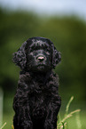 Labradoodle puppy portrait