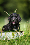 Labradoodle puppy in bucket